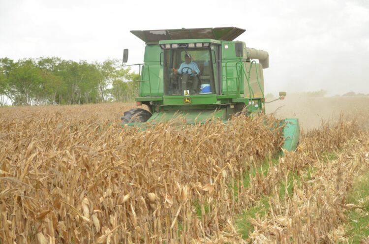 Convocan a productores de maíz a registrarse en el Programa de Precios de Garantía