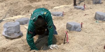 Prepara Comisión de Parques liberación de crías de tortuga lora en playas tamaulipecas