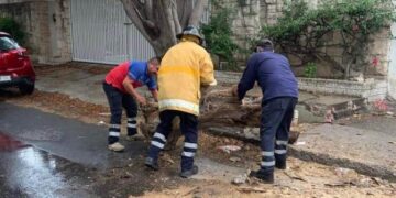Ráfagas de viento tumban árboles en Victoria; reportan incidentes menores