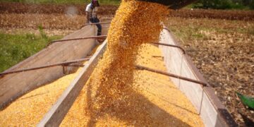 Convocan a productores de maíz a registrarse en el Programa de Precios de Garantía