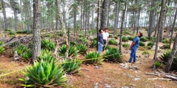 Busca la UAT preservar la genética de especies de maguey