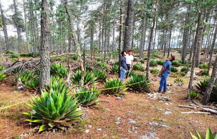 Busca la UAT preservar la genética de especies de maguey