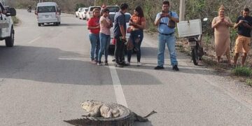 Cocodrilo ataca y muerde a bombero que intentaba capturarlo