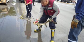 Guardia Estatal atiende reporte ciudadano por cría de cocodrilo en vía pública de Altamira