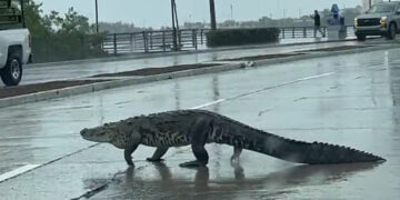 Se salen los cocodrilos de la laguna del carpintero en Tampico