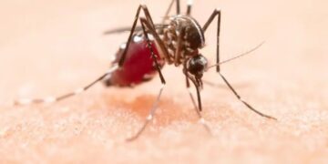 EE.UU. alerta de amenaza de dengue en el país tras dispararse los casos en el mundo