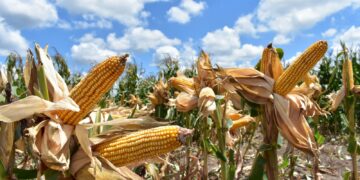 Ponen a disposición de los productores de maíz el Programa de Precios de Garantía