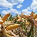 Ponen a disposición de los productores de maíz el Programa de Precios de Garantía
