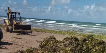 Contribuye Turismo con maquinaria para limpieza de lirio en playa Miramar