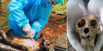 SEMARNAT pone en riesgo la sobrevivencia y liberación de 9 saraguatos