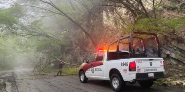 Guardia Estatal retira árbol que obstruía vialidad en Carretera Ocampo-Mante