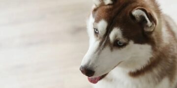 Perritos se vuelven más negativos al oler el estrés humano, según un estudio