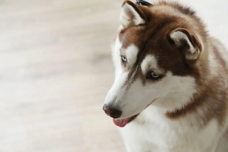 Perritos se vuelven más negativos al oler el estrés humano, según un estudio