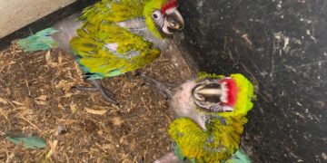 Nacen en Zoológico Tamatán dos polluelos de Guacamaya Verde del Golfo: CPBT
