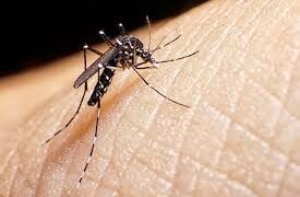 En aumento casos de dengue, urge fumigación     