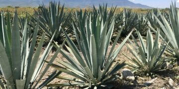 Acciones para combatir la extracción de maguey en Puebla