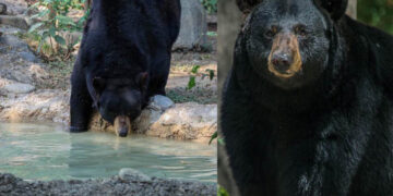Unen esfuerzos en pro del oso negro americano: Comisión de Parques