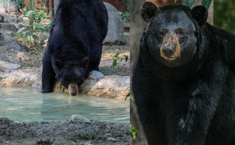 Unen esfuerzos en pro del oso negro americano: Comisión de Parques
