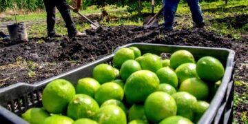 Cierran plantas de limón, por cobro de piso