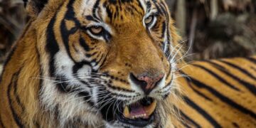 Trasladarán al Zoológico Tamatán al tigre localizado en Reynosa
