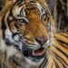 Trasladarán al Zoológico Tamatán al tigre localizado en Reynosa