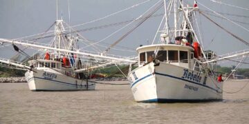 Es flota camaronera tamaulipeca, la más grande del Golfo de México