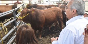 Favorecen a sector ganadero con Programa de Mejoramiento Genético