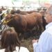 Favorecen a sector ganadero con Programa de Mejoramiento Genético