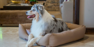 ¡Dale a tu perro todo lo que necesita!