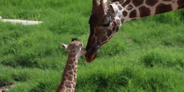 Convocan a elegir nombre para jirafa macho del Zoológico Tamatán