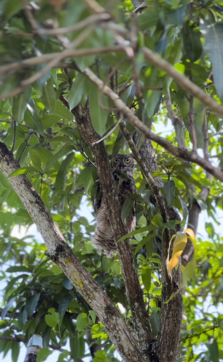Libera la Comisión de Parques búhos, linces, ocelote y osezna