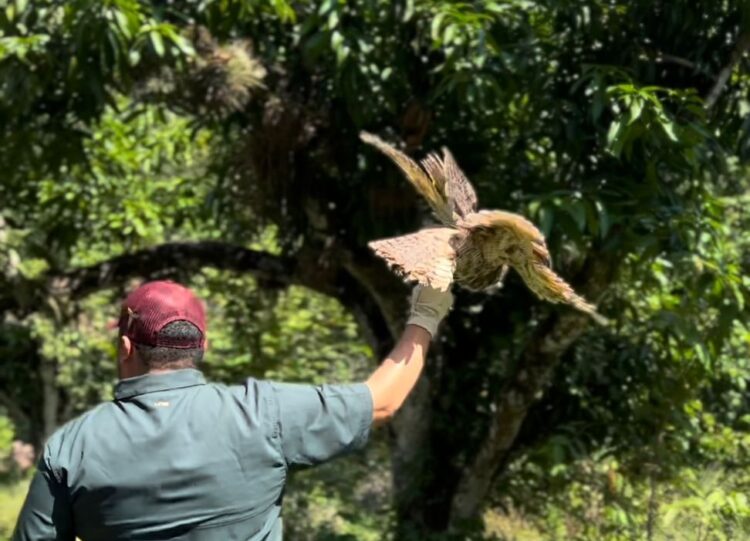 Libera la Comisión de Parques búhos, linces, ocelote y osezna