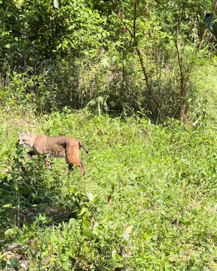 Libera la Comisión de Parques búhos, linces, ocelote y osezna