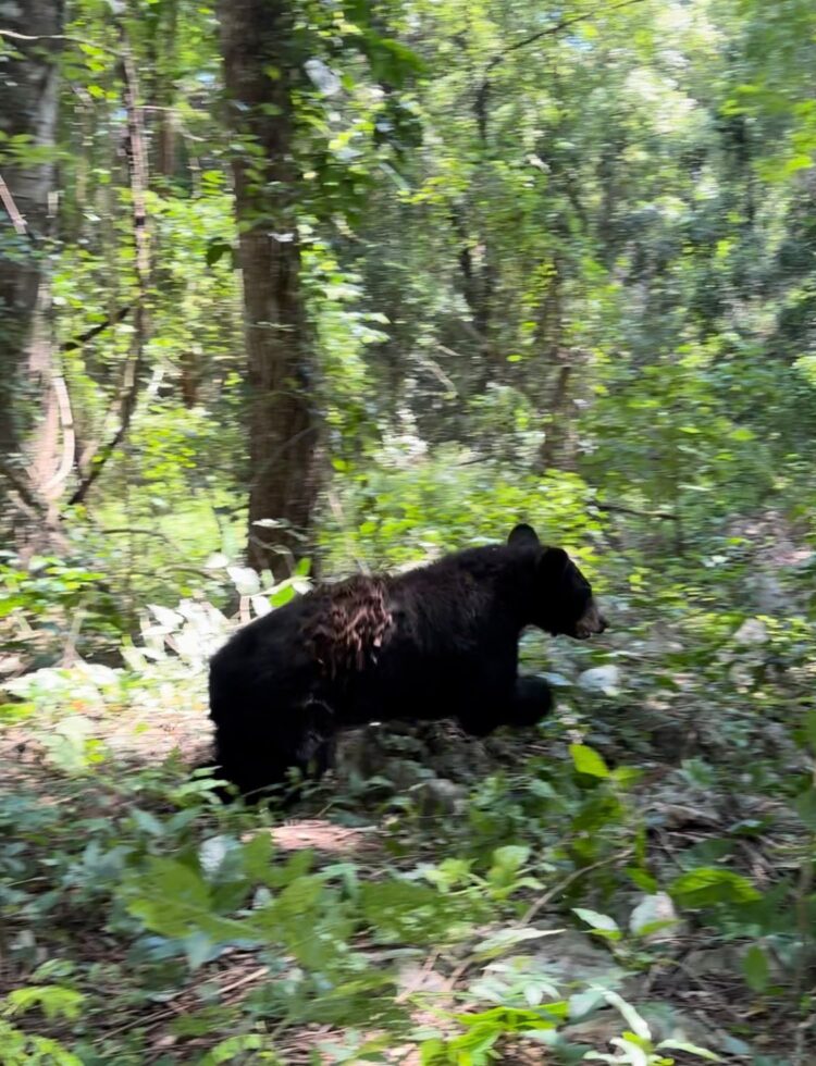 Libera la Comisión de Parques búhos, linces, ocelote y osezna