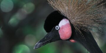 Concentra 94 especies el Zoológico Tamatán