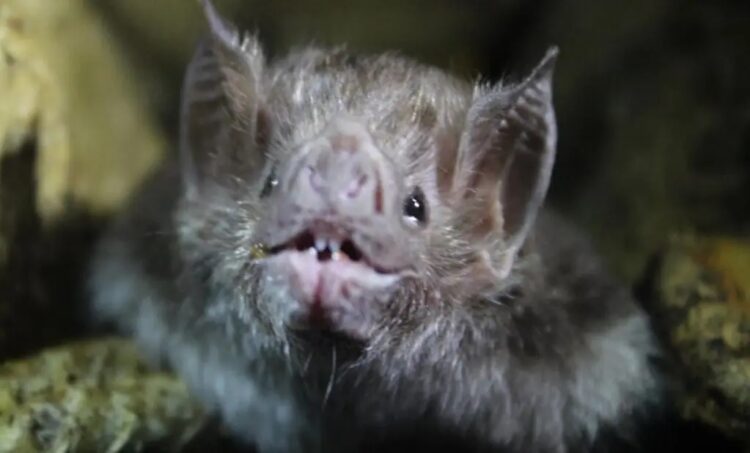 Menor muere por rabia tras ser mordido por murciélago mientras dormía