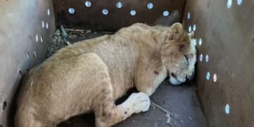 Rescatan a cachorro de león africano en Sinaloa; suman 9 felinos salvados en medio de la violencia