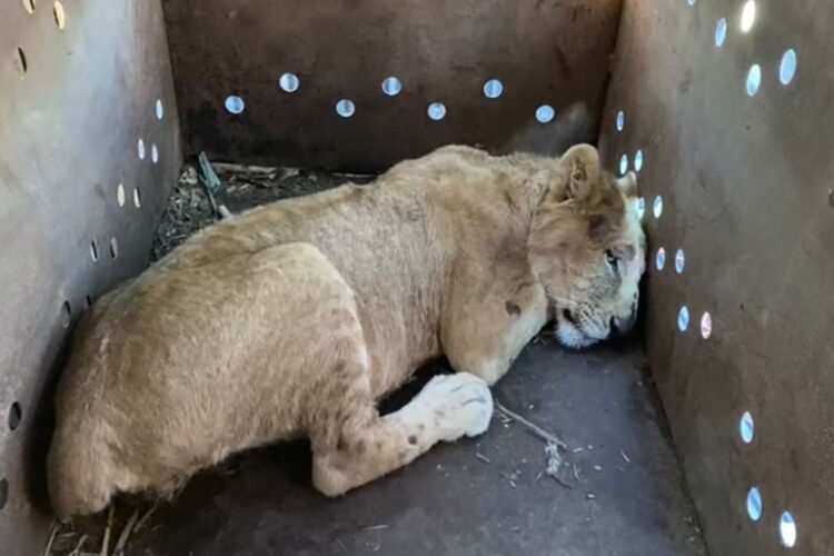 Rescatan a cachorro de león africano en Sinaloa; suman 9 felinos salvados en medio de la violencia