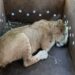 Rescatan a cachorro de león africano en Sinaloa; suman 9 felinos salvados en medio de la violencia
