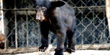 Atiende Comisión de Parques reportes de avistamientos de fauna silvestre