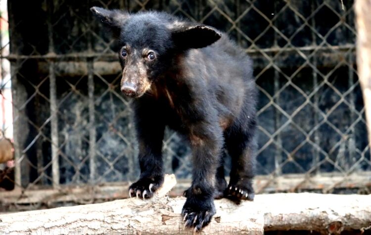 Atiende Comisión de Parques reportes de avistamientos de fauna silvestre