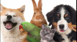 Diputados dan rango constitucional a la protección animal