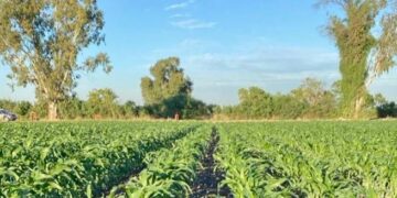 Enfrenta sector agropecuario panorama crítico en 2025: consultoría nexusagronegocios