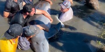Partido Verde Ecologista impulsa reforma que amenaza la vida de manatíes, lobos marinos y delfines   