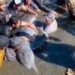 Partido Verde Ecologista impulsa reforma que amenaza la vida de manatíes, lobos marinos y delfines   