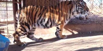 Felinos rescatados: víctimas silenciosas de la violencia en Sinaloa