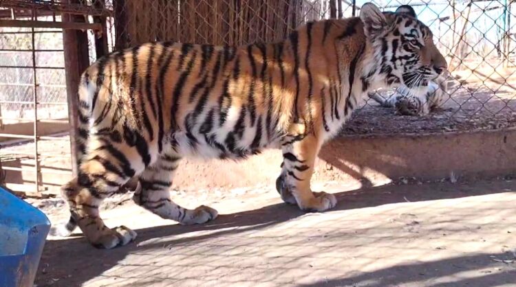 Felinos rescatados: víctimas silenciosas de la violencia en Sinaloa