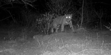 Aclara Comisión de Parques y Biodiversidad: jaguar atropellado no corresponde a Tamaulipas