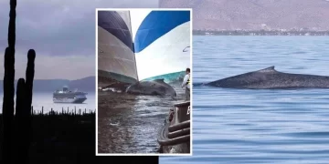 Protejamos a la Ballena Azul: No más cruceros en Loreto durante la Temporada de Ballenas
