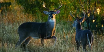 *Anuncian fin de temporada de caza de 11 especies en Tamaulipas*
